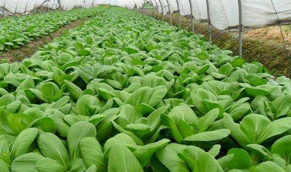 大棚及温室种植优质高产蔬菜的关键