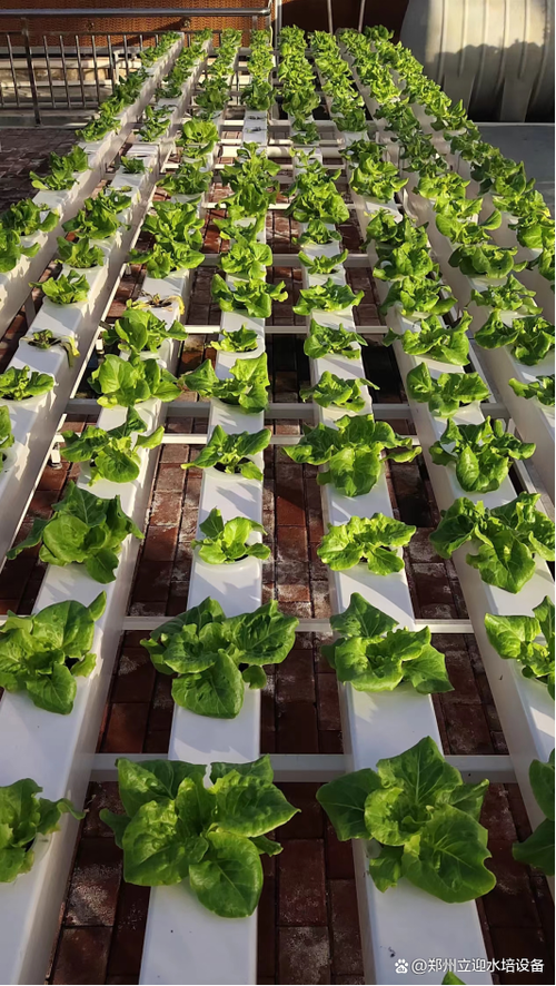 在温室里种植水培蔬菜是很多人的的选择.