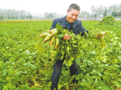 发展菊花种植和加工 带动农户增收致富