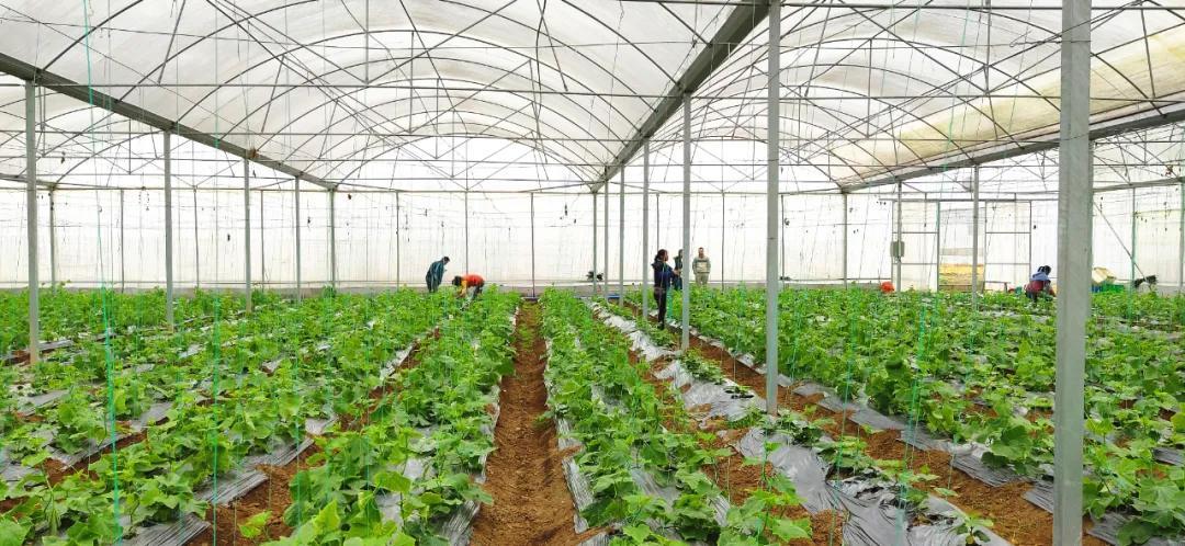 韶关丹霞女农业科技的丹霞女农业河富蔬菜种植基地榜上有名.