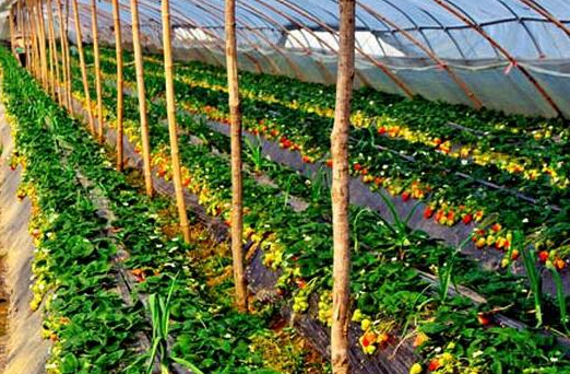二,温室大棚种植果蔬品种要求