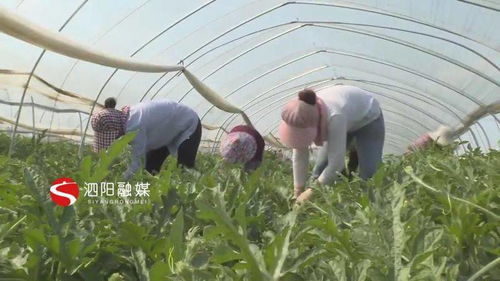 泗阳裴圩 特色果蔬种植鼓起农民 钱袋子