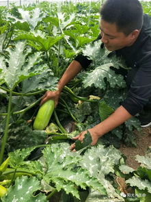 纳雍中医式种植的菇蔬果轮作