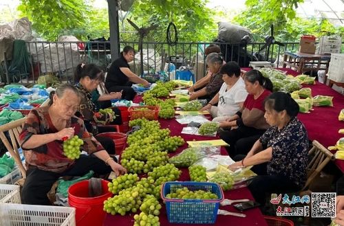 广信区湖村乡 一村一品 显特色 果蔬种植助振兴