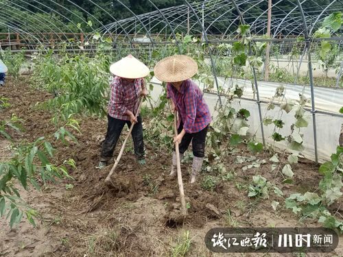 能抢救的抓紧抢救,当季果蔬能种的都种下去,淳安屏门乡开展灾后自救