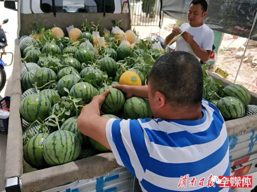 渭南现 二维码西瓜 扫一扫即可看到种瓜流程