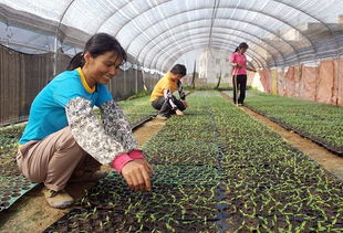 广西岑溪农民大兴特色果蔬种植